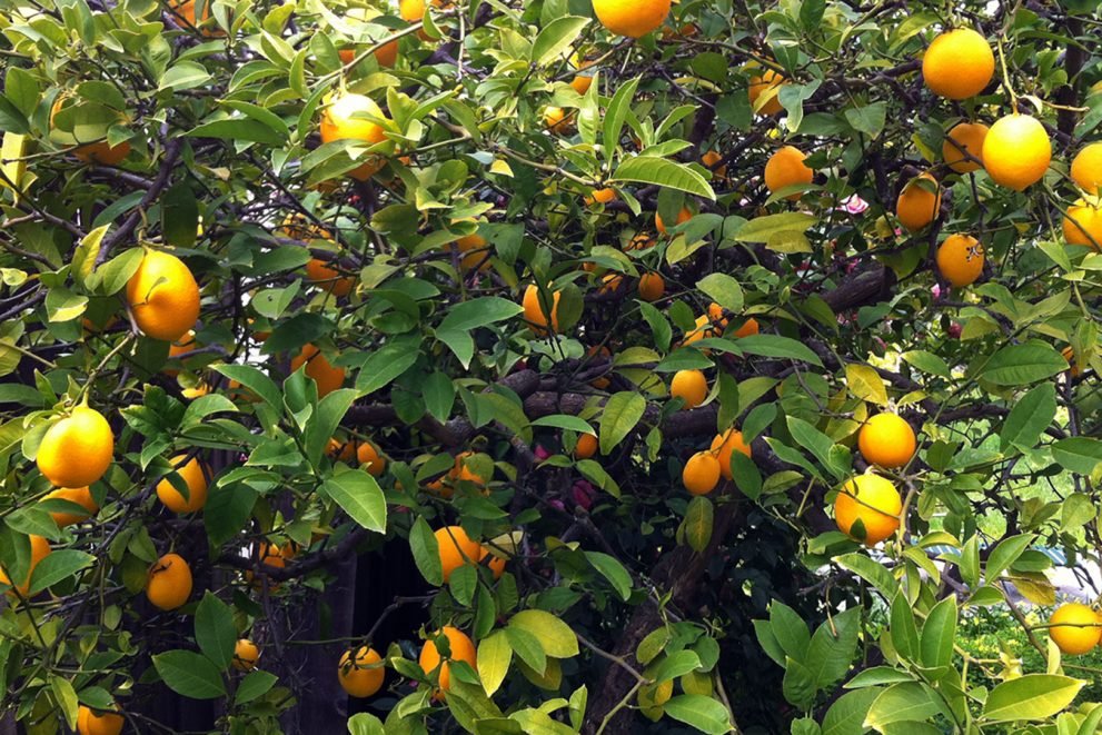 Zitrusfrüchte aus Pala - Baião