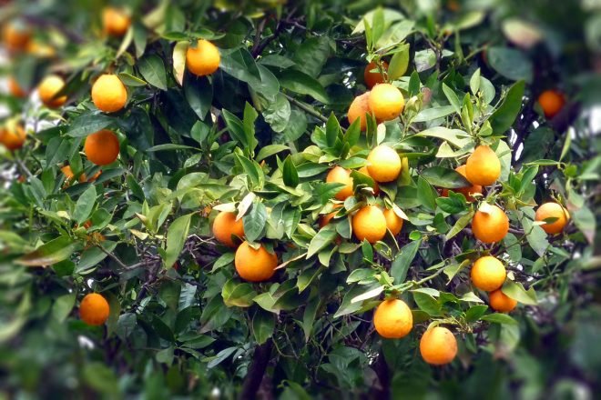 Zitrusfrüchte aus Pala - Baião