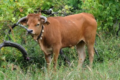 Raza Arouquesa - Baião