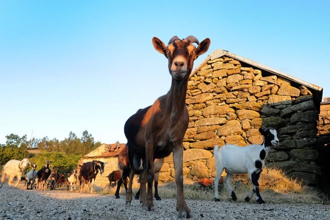 baiao_terra__aventura_percurso_trilho_dolmens_1