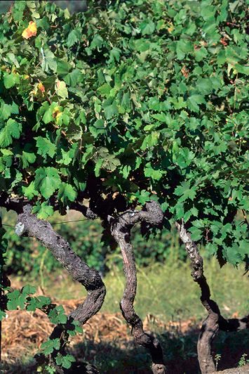 baiao_terra_cultura_civv_4