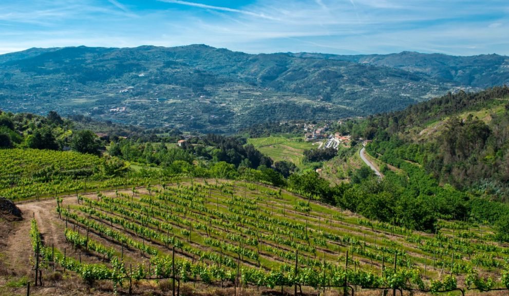 Viñedo, Fundación Eça de Queiroz - Baião