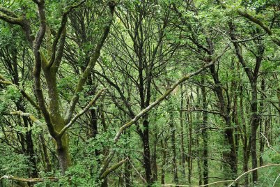 baiao_vida_natural_mata_reixela_1