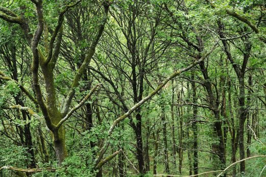 baiao_vida_natural_mata_reixela_1