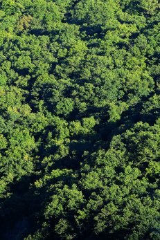 baiao_vida_natural_mata_reixela_10