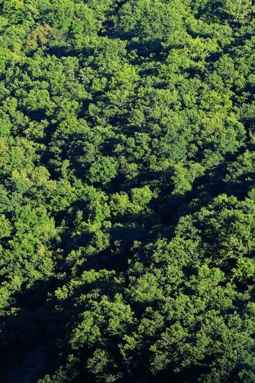 baiao_vida_natural_mata_reixela_10