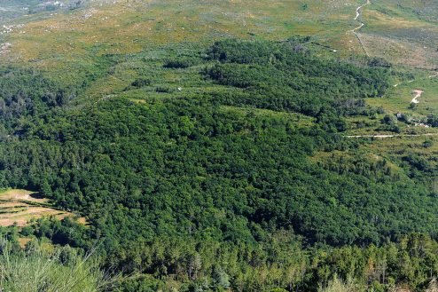 baiao_vida_natural_mata_reixela_2