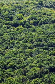 baiao_vida_natural_mata_reixela_4