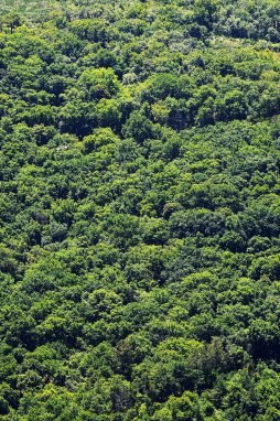 baiao_vida_natural_mata_reixela_4