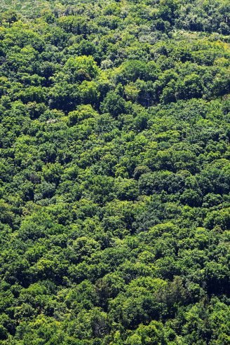 baiao_vida_natural_mata_reixela_4