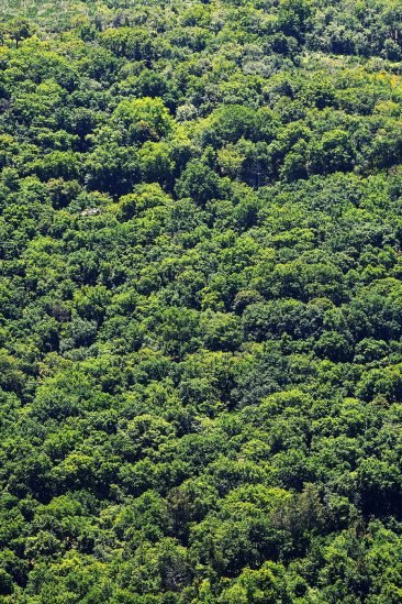 baiao_vida_natural_mata_reixela_4