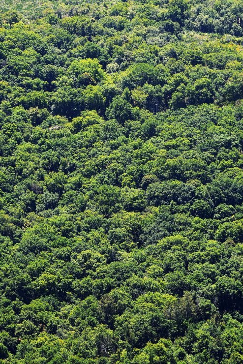 baiao_vida_natural_mata_reixela_4