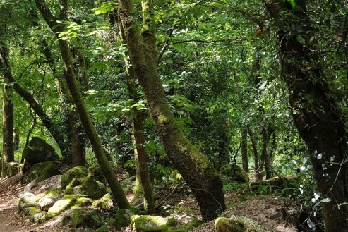 baiao_vida_natural_mata_reixela_5