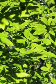 baiao_vida_natural_mata_reixela_6