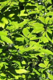 baiao_vida_natural_mata_reixela_6