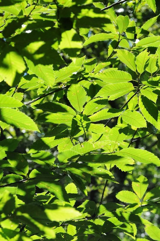 baiao_vida_natural_mata_reixela_6