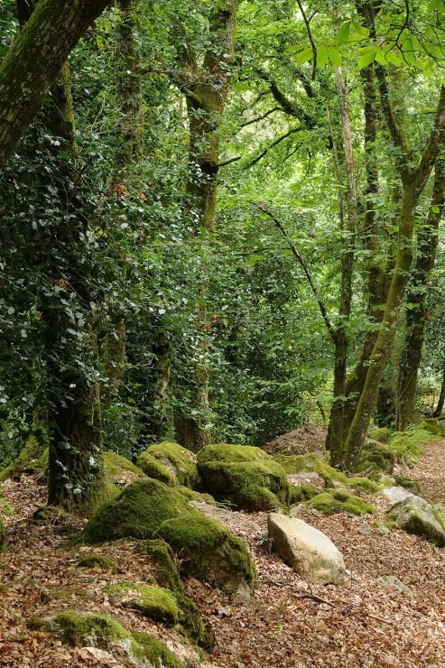 baiao_vida_natural_mata_reixela_7