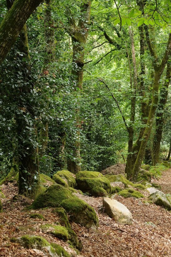 baiao_vida_natural_mata_reixela_7