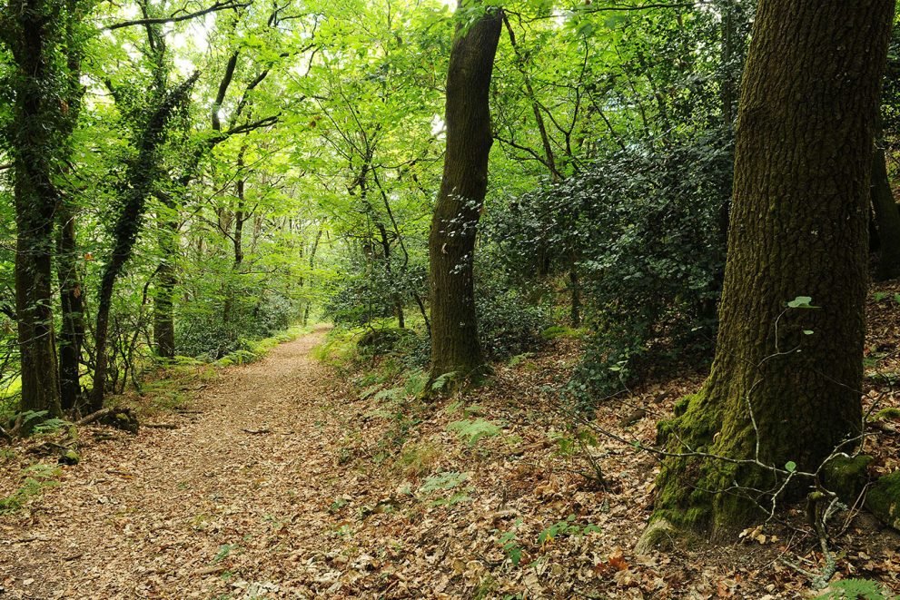 baiao_vida_natural_mata_reixela_8