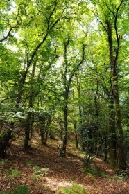 baiao_vida_natural_mata_reixela_9