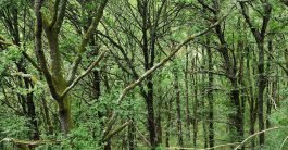 baiao_vida_natural_mata_reixela_banner