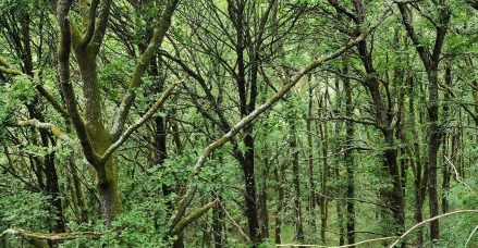 baiao_vida_natural_mata_reixela_banner