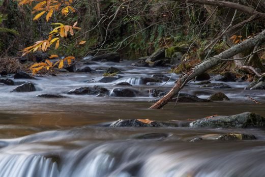 baiao_vida_natural_rio_teixeira_5