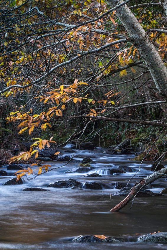 baiao_vida_natural_rio_teixeira_6