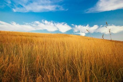 baiao_vida_natural_serra_marao_8