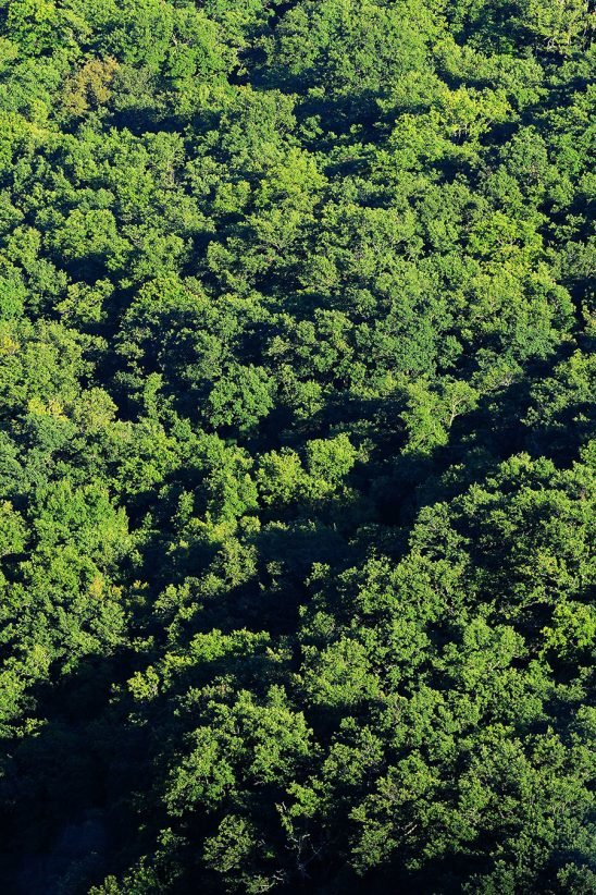 baiao_vida_natural_mata_reixela_10