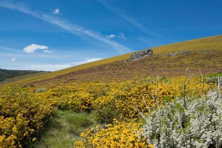 baiao_vida_natural_serra_marao_5